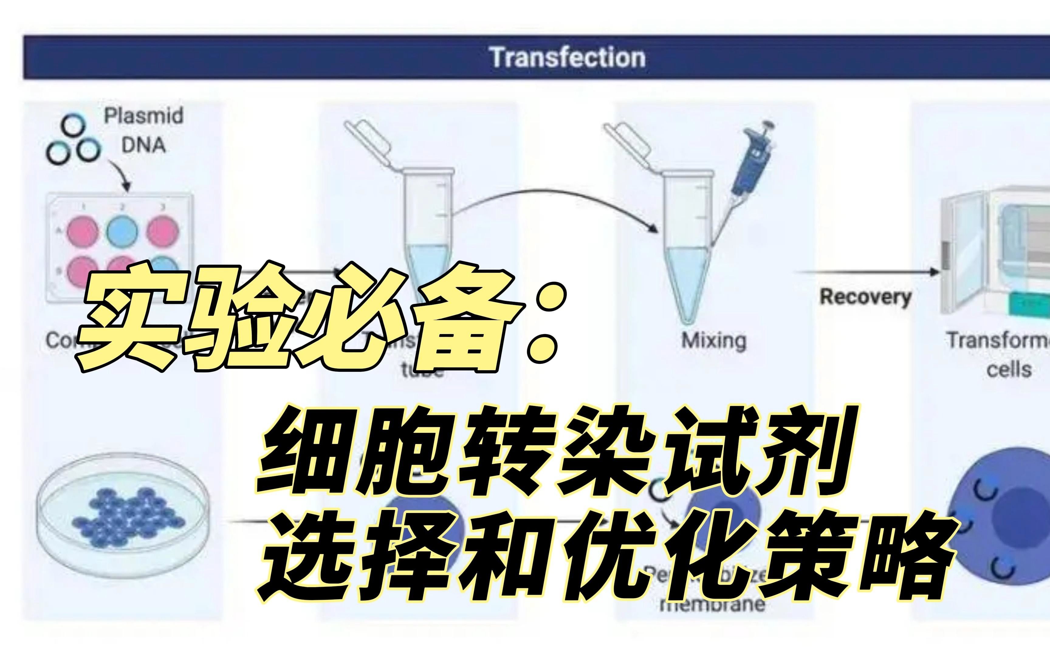 细胞转染干货 | 细胞转染试剂的选择和优化策略哔哩哔哩bilibili