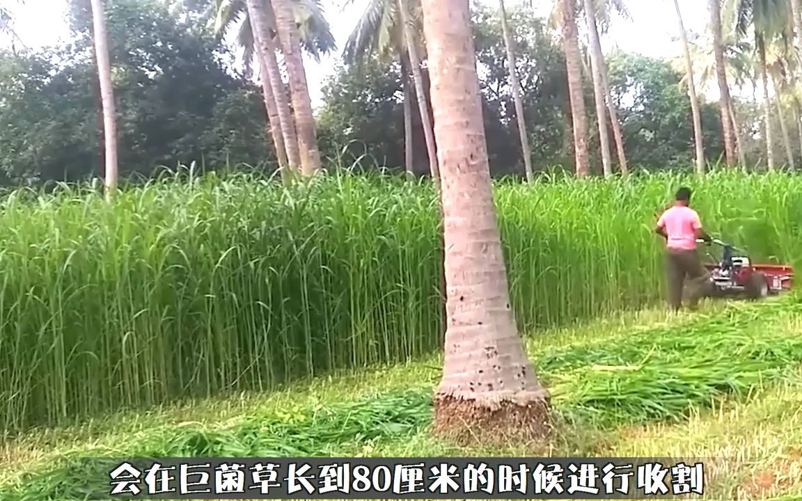 种一次收割15年,每亩可产30吨,种植“巨菌草”真的非常赚钱吗?哔哩哔哩bilibili