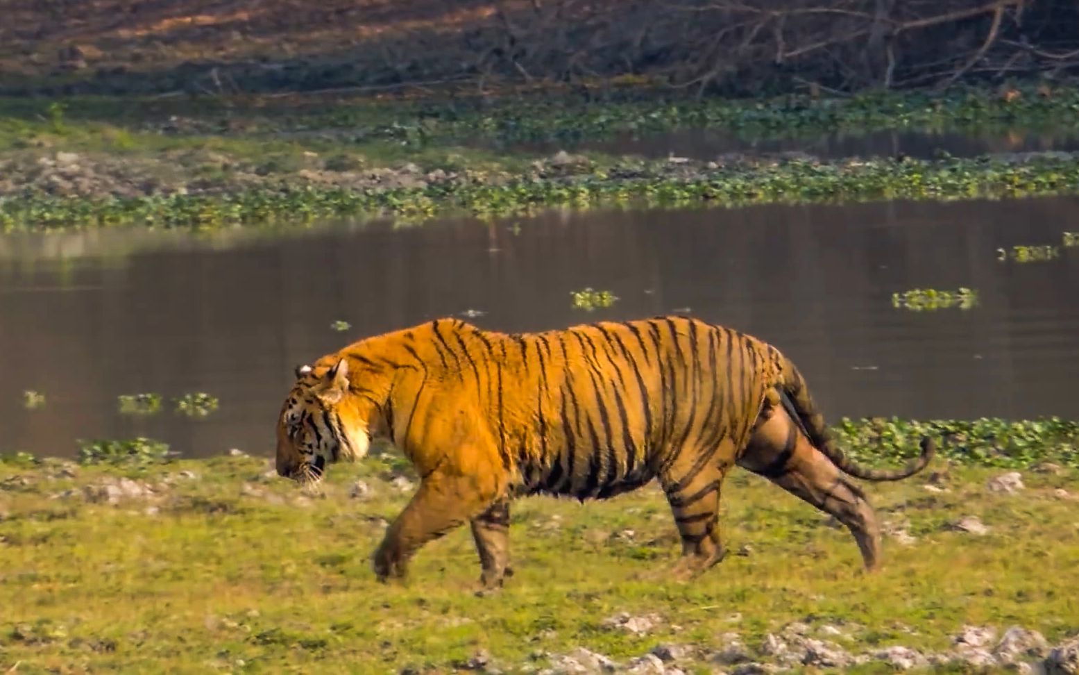 巨虎聚集地卡其兰加地区的猛虎