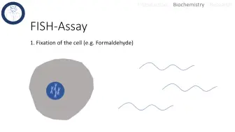 RNA-fish-原位杂交 12:34:04