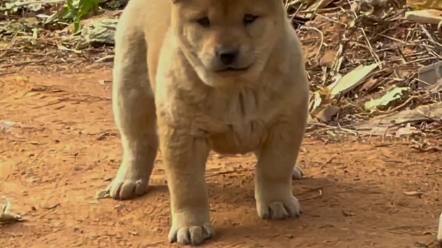 中华田园犬之黄狗白面, 什么才是真正的虎头猫耳呢,永远的经典,黄狗白面哔哩哔哩bilibili