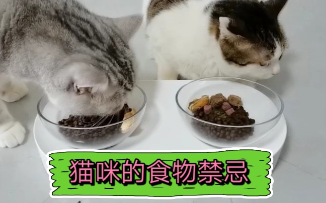 猫咪的食物禁忌2❗哔哩哔哩bilibili