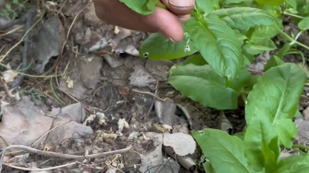 [图]和赤脚老中医一起深山探百草，地里随处可见拉藤的草，却是我们常用的中草药，水红花