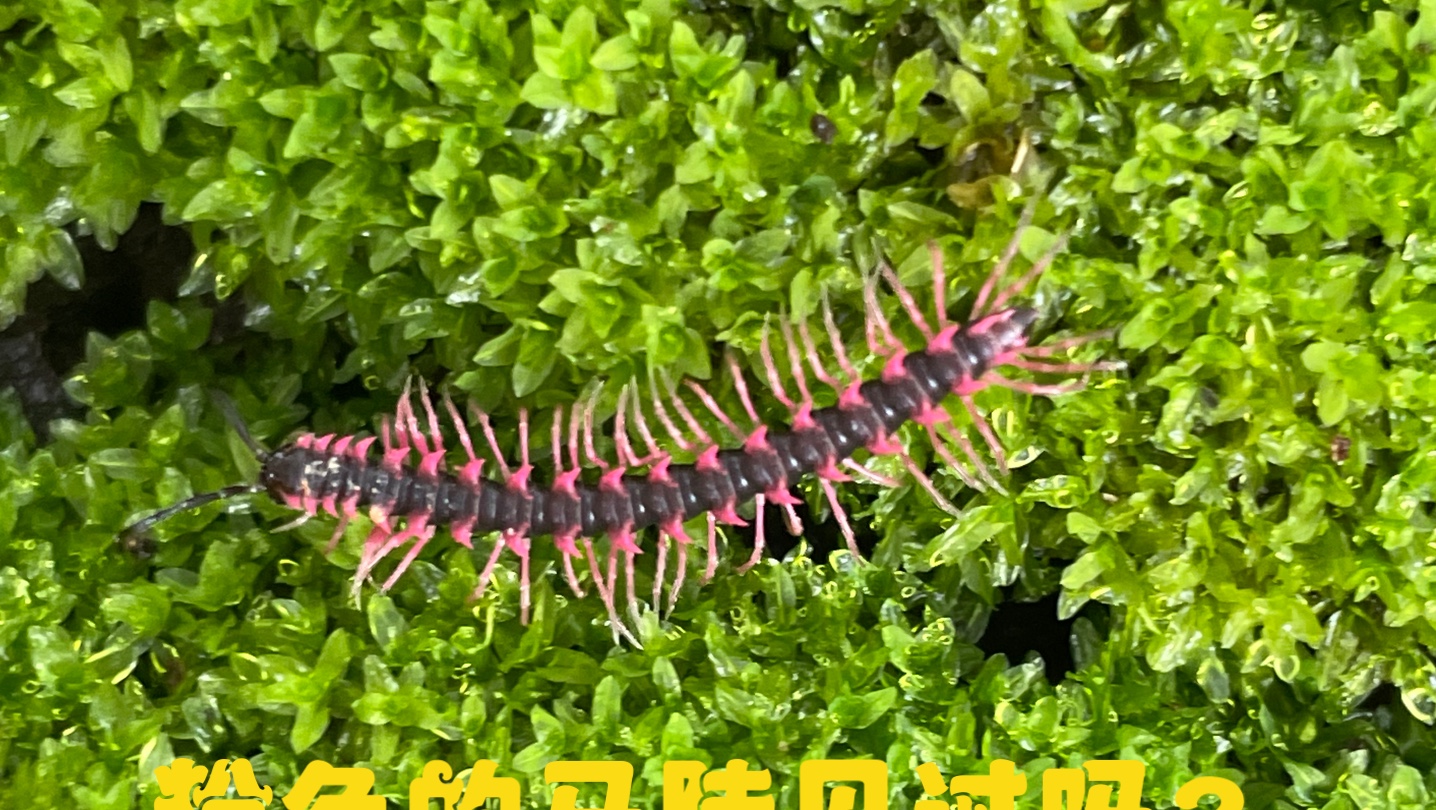 马陆有毒吗?#马陆