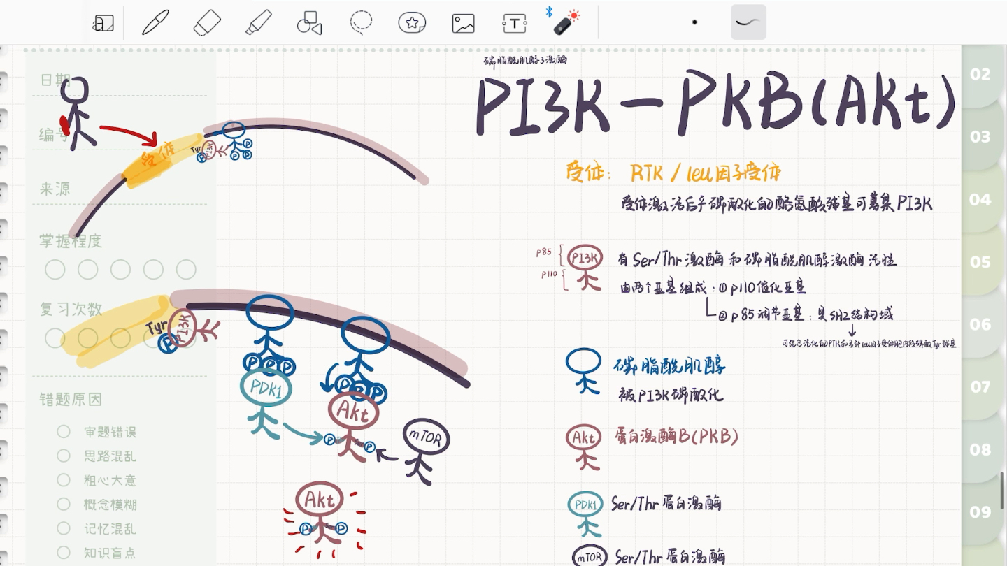 自用复盘:PI3KPKB(akt)信号通路哔哩哔哩bilibili