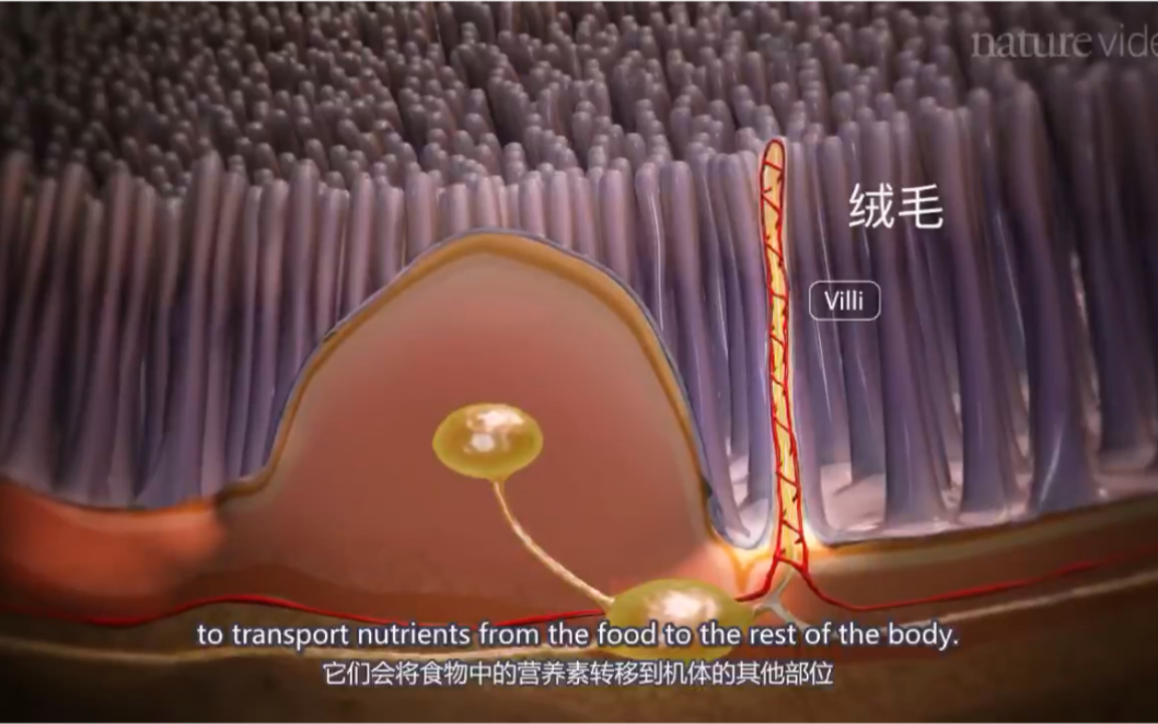 肠黏膜免疫 Imunology in the gut mucosa哔哩哔哩bilibili