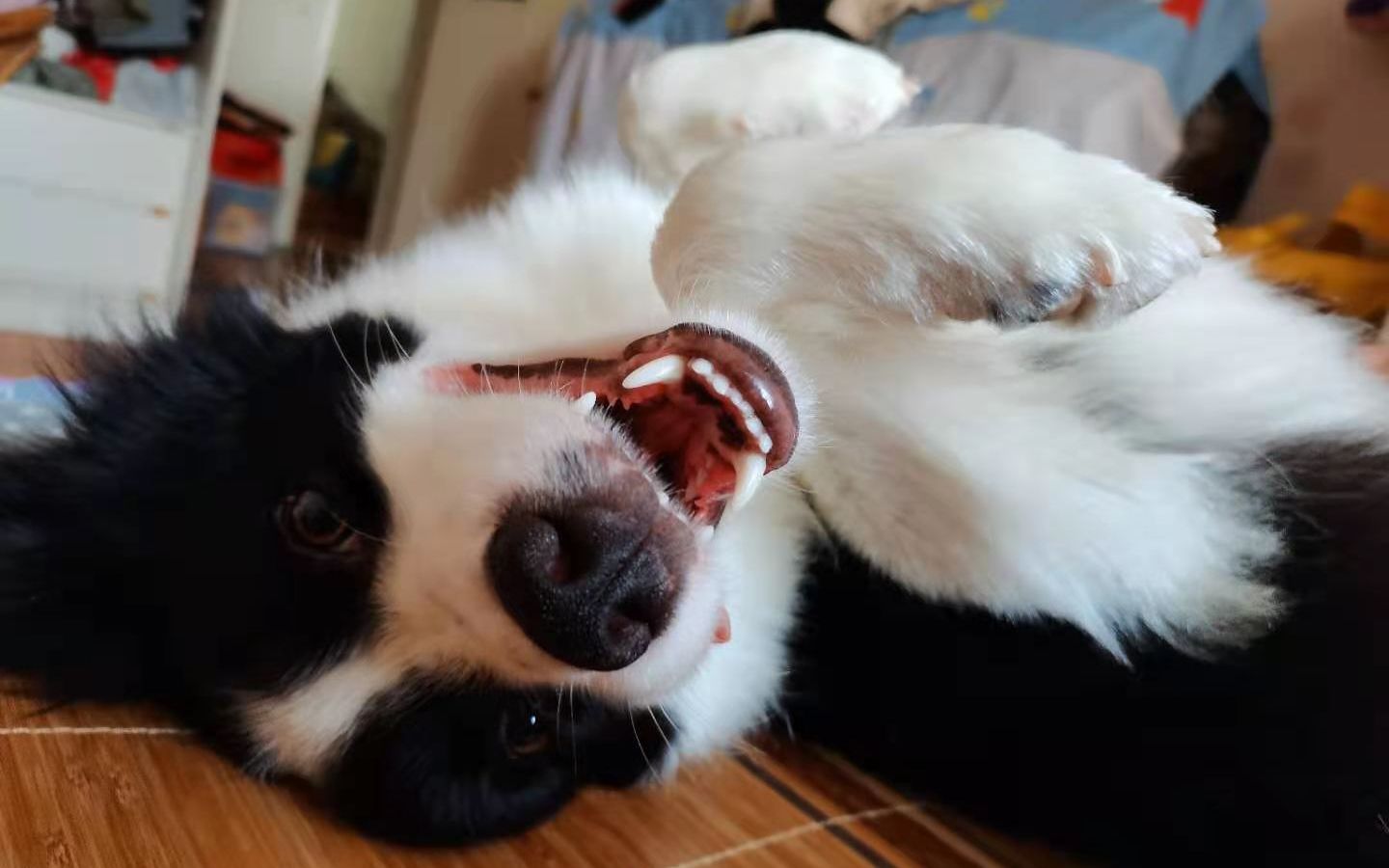 狗狗玩耍的姿势能有多诡异        #边牧#   #动物搞笑# #沙雕动物