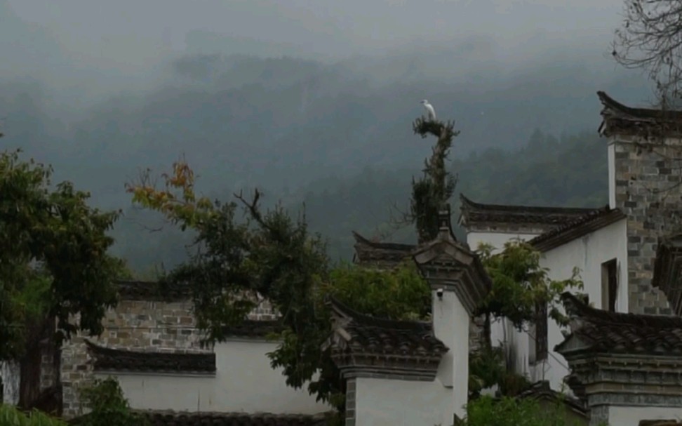 [图]飒飒秋雨中，白鹭惊复下。