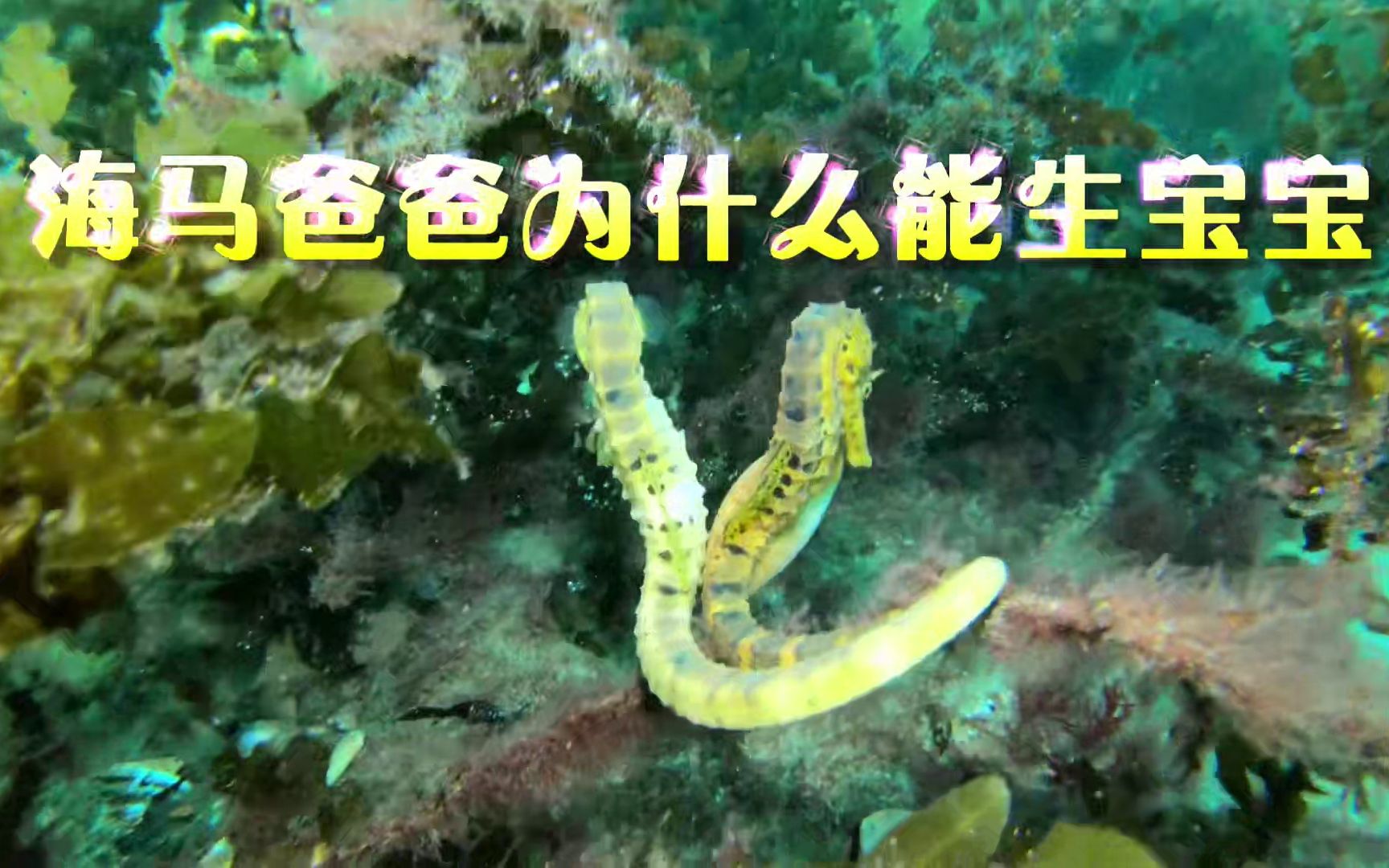 海马爸爸为什么能生宝宝_哔哩哔哩_bilibili