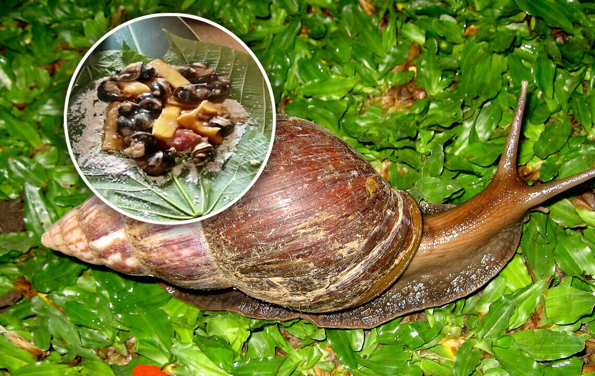 老人捡蜗牛包粽子致3死,非洲大蜗牛有多脏?触碰或致病食之可致命