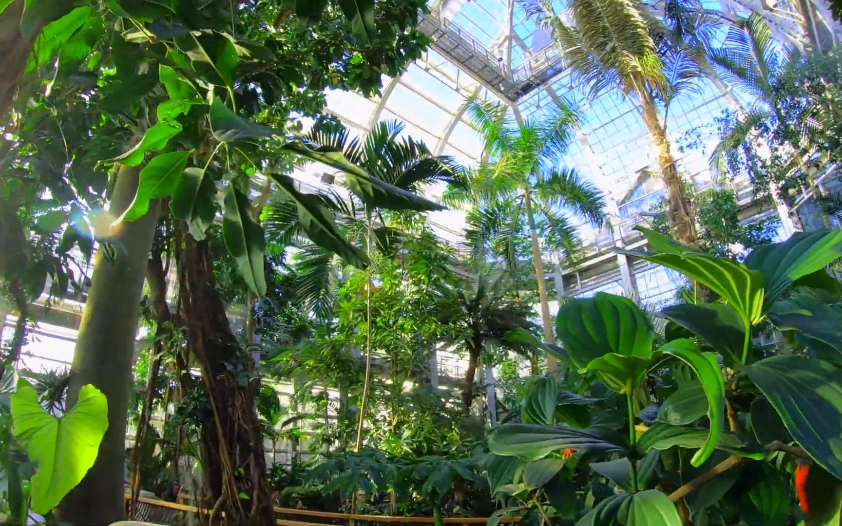 漫步美国华盛顿植物园