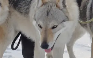 Скачать видео: 【捷克狼犬】小时候VS长大后