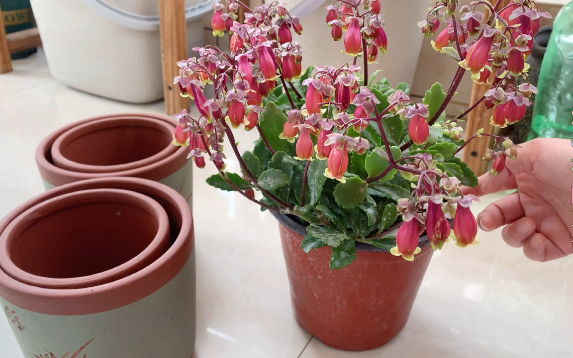 如何给宫灯长寿花换盆?换盆后该如何养护?