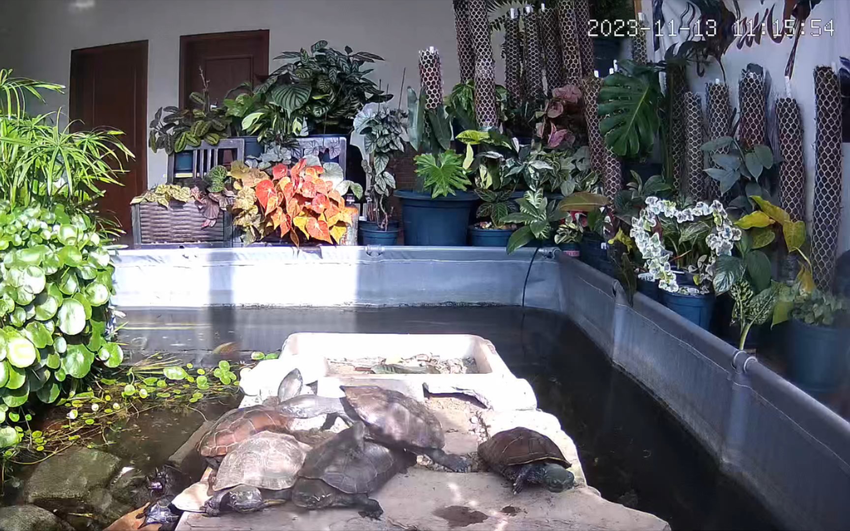 室内生态龟池11.13