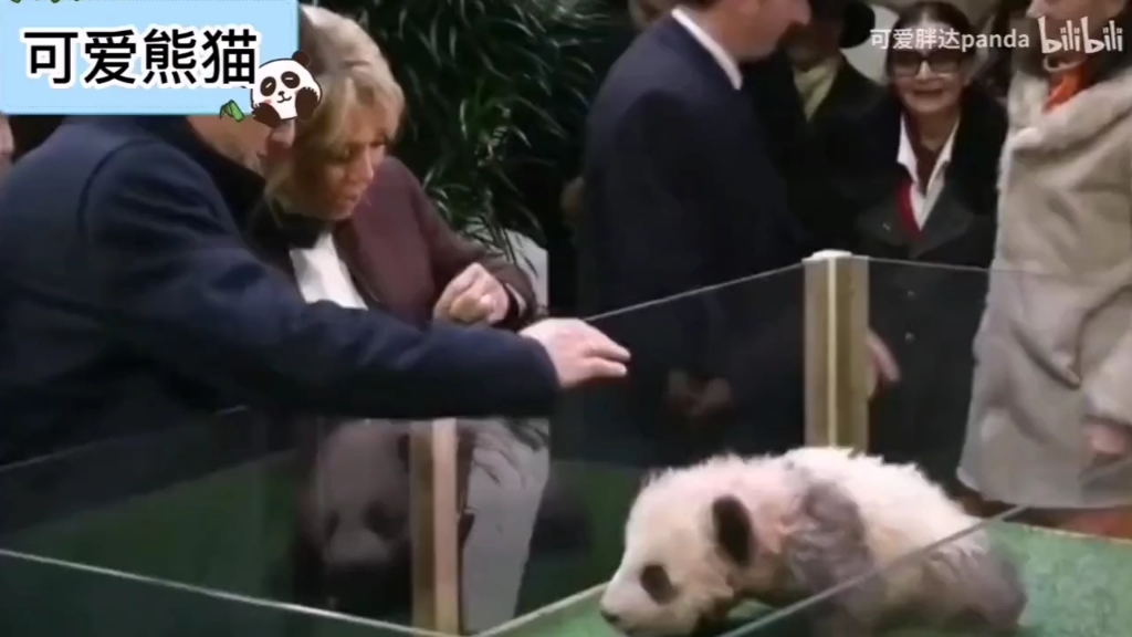 法国第一夫人探访熊猫基地,惊喜收获"熊猫歌声"
