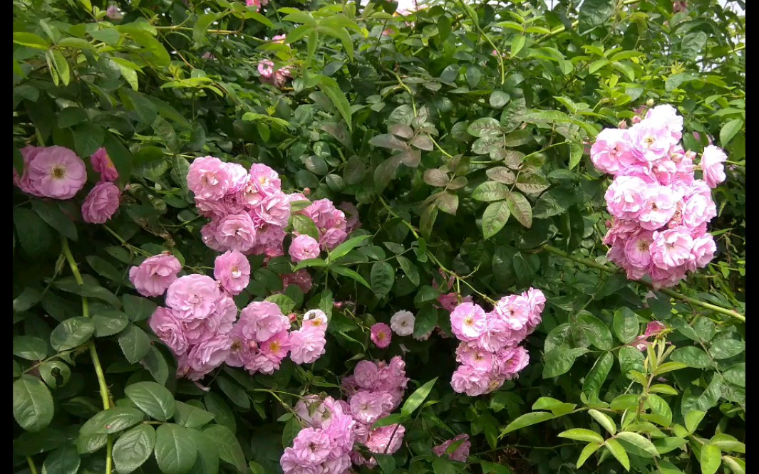 四月里河岸边的野生月季