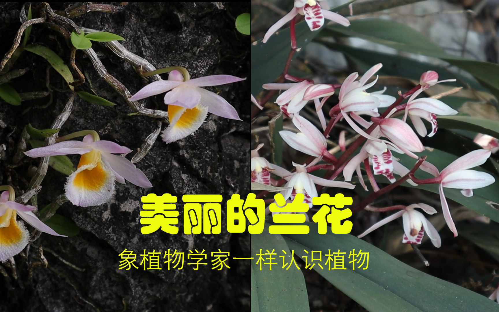 [图]像植物学家一样认识植物_2——美丽的兰花