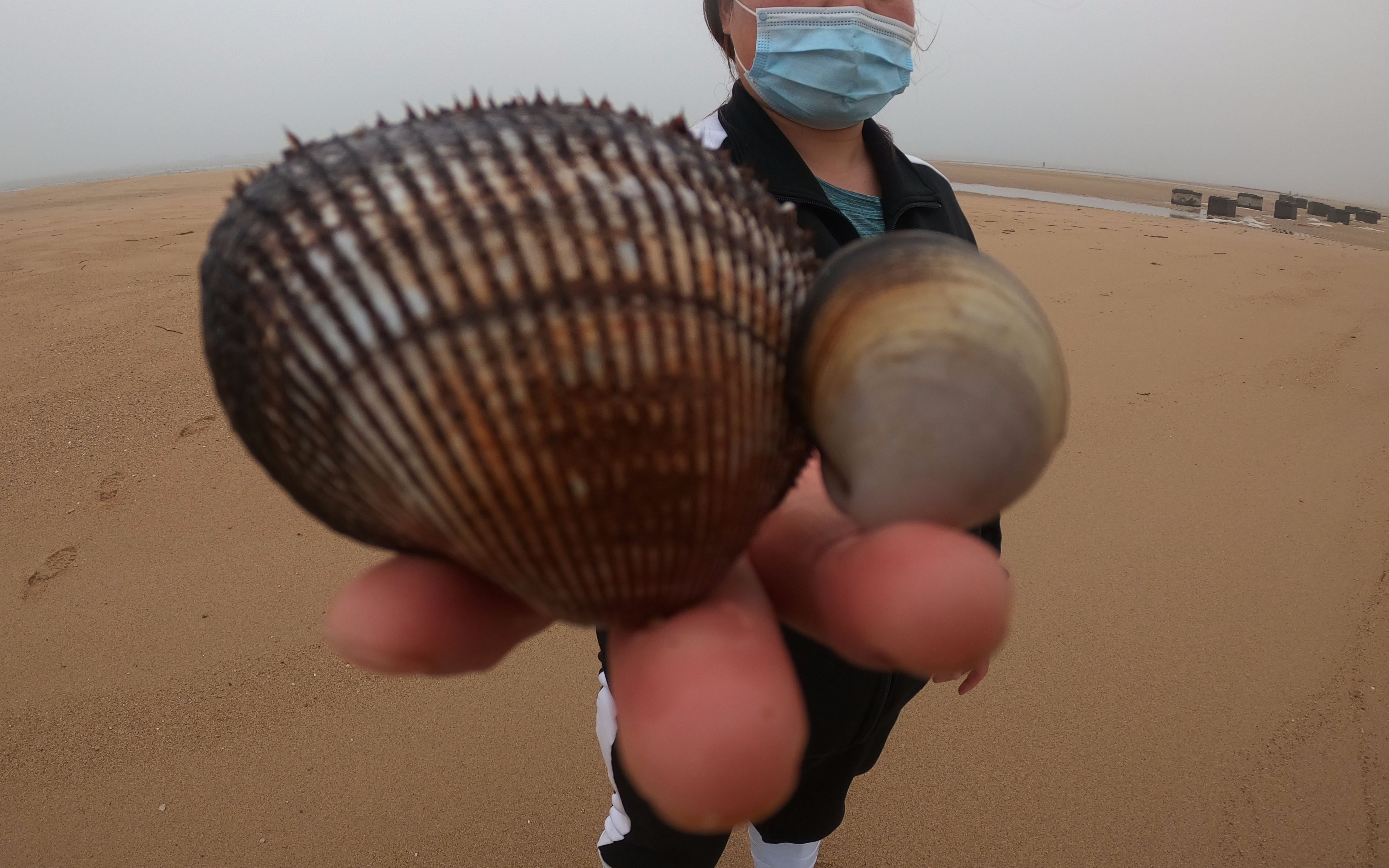 渤海湾海产丰富,拳头大的毛蛤都伸出舌头"透气",这么大真过瘾