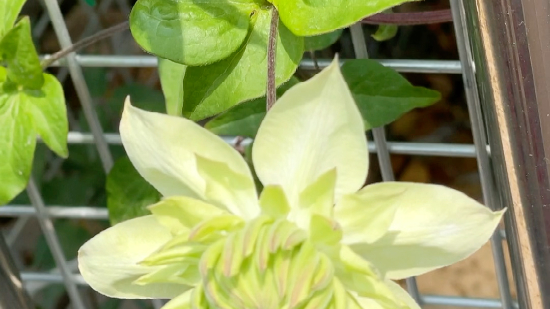 薄荷·铁线莲花开记录_哔哩哔哩_bilibili