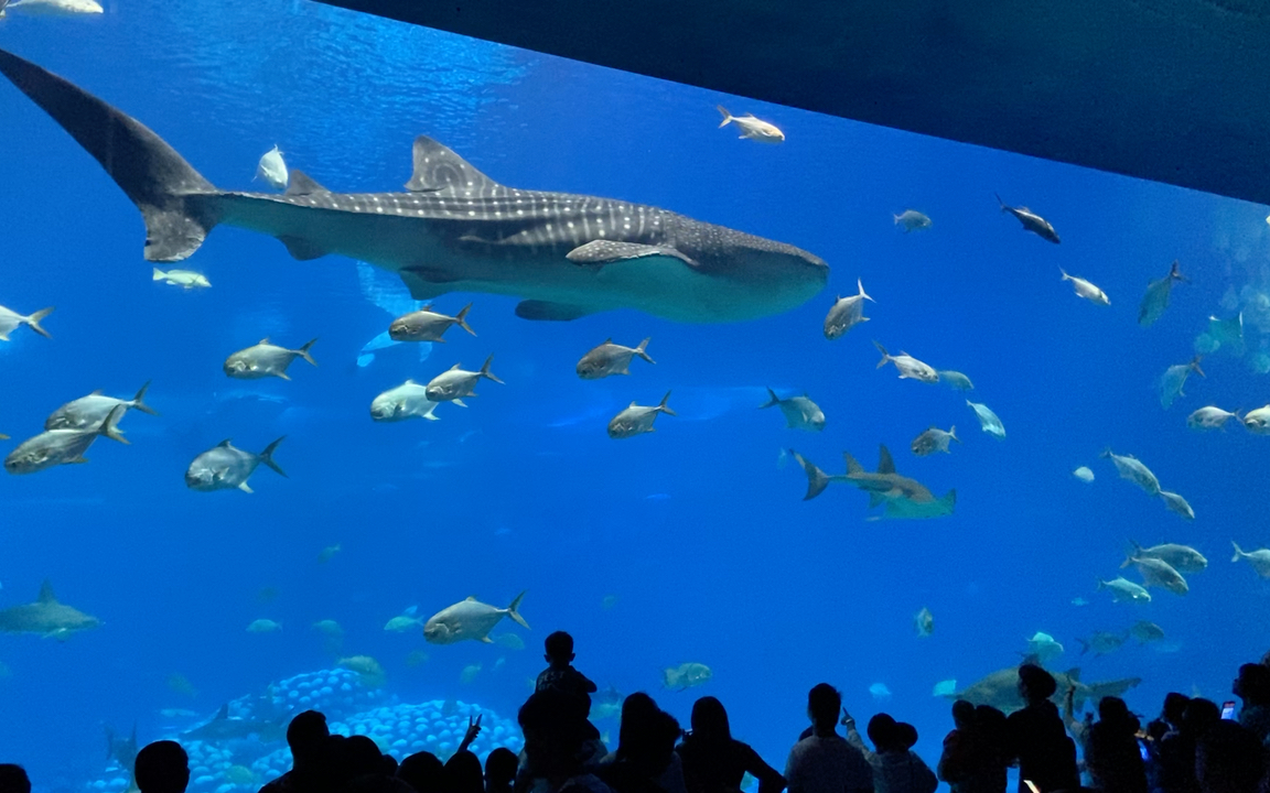 🐋 走进神秘的海洋馆,探寻生命的奥秘!