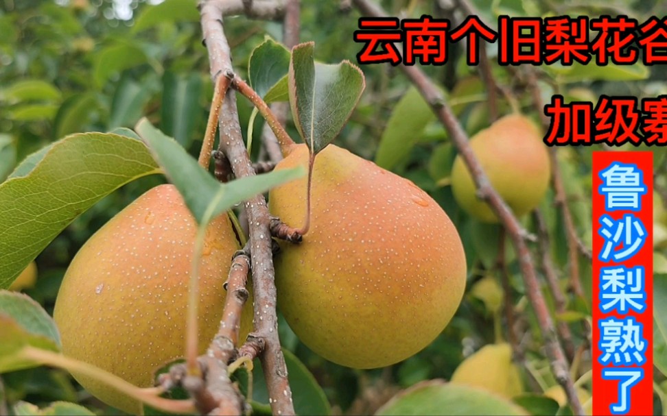 从青到红,云南个旧梨花谷加级寨的鲁沙梨终于成熟了