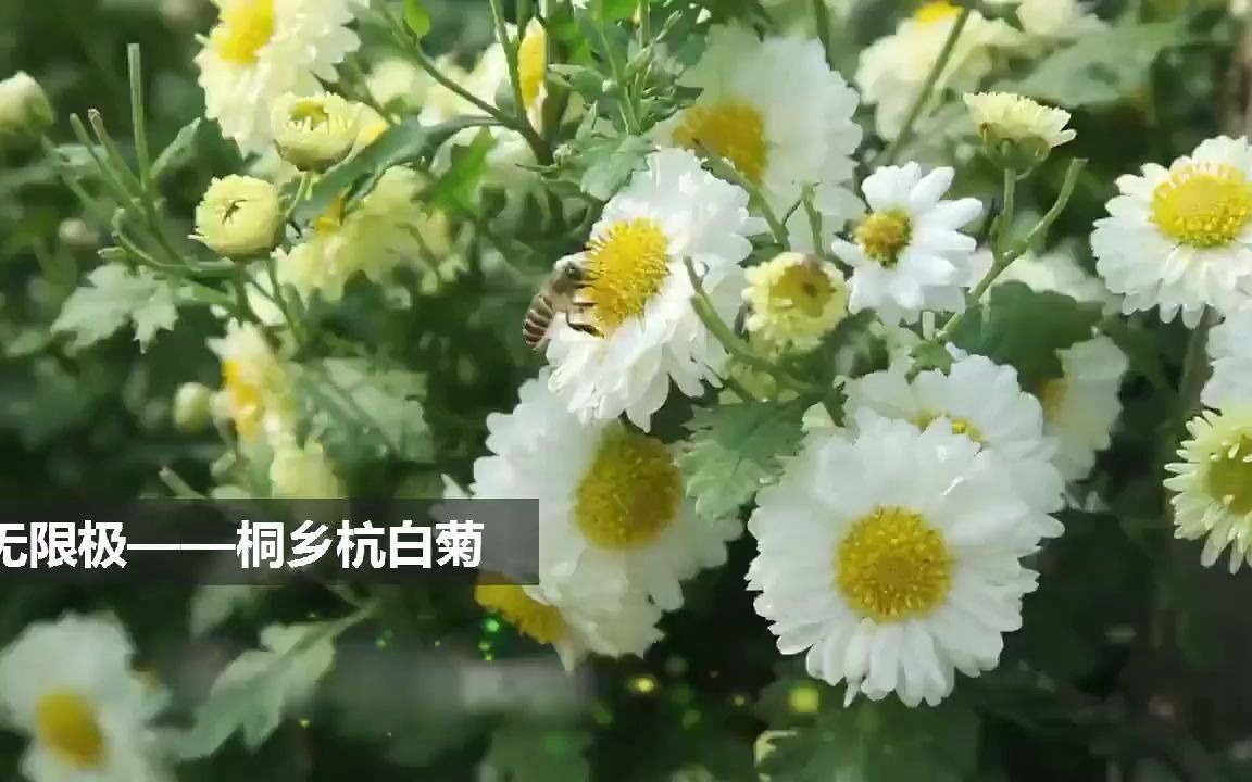 【无限极】道地杭白菊,造就高品质产品哔哩哔哩bilibili