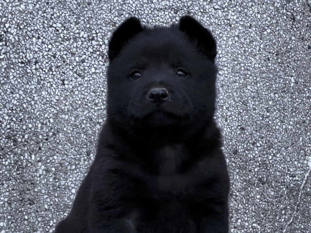 中国唐狗,民间也叫五黑犬,黑狗黑舌头,全身无杂毛,非常稀少