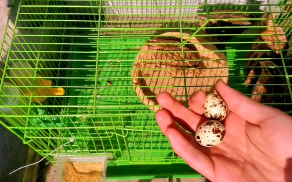 喂了几天的鹌鹑终于下蛋了,给它们喂这么丰富,不下蛋怎么行_哔哩哔哩