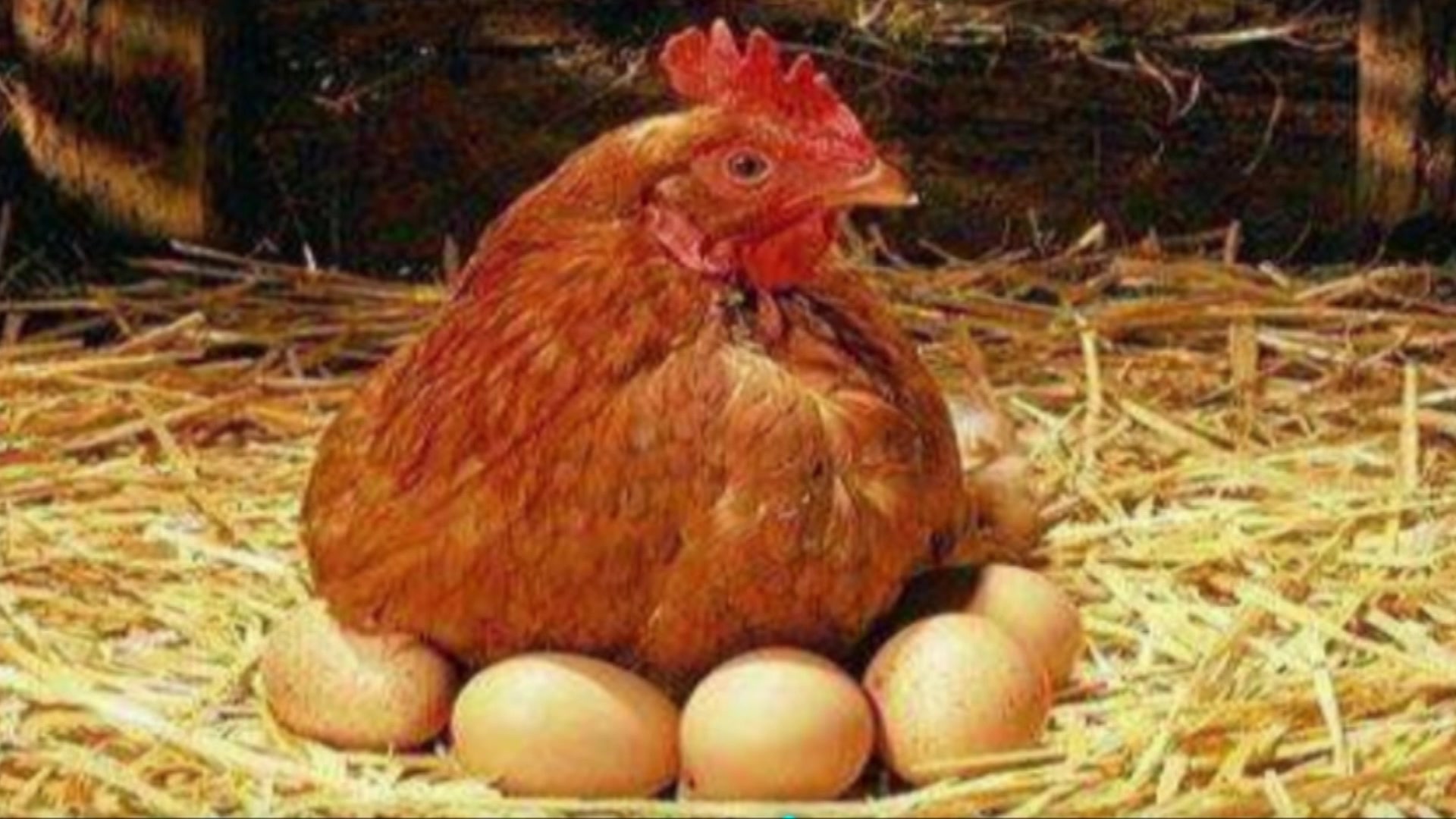 母鸡下蛋后大声叫喊 是在发出警戒