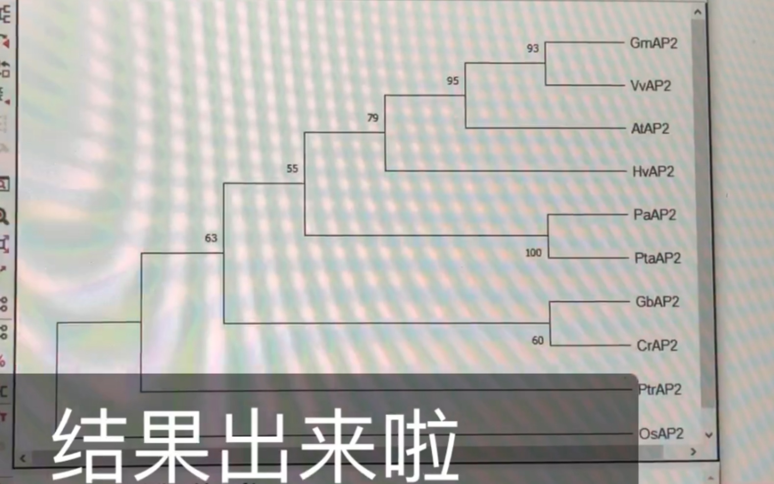 [图]简单易懂-如何利用mega x构建进化树