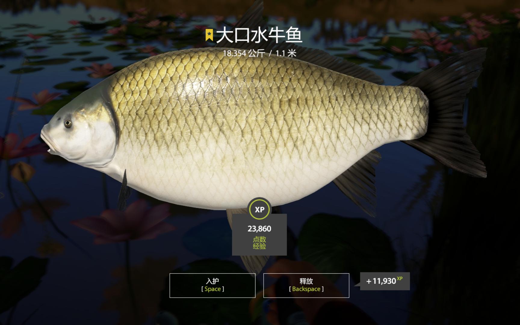 【俄罗斯钓鱼4】阿赫图巴河-大口水牛鱼