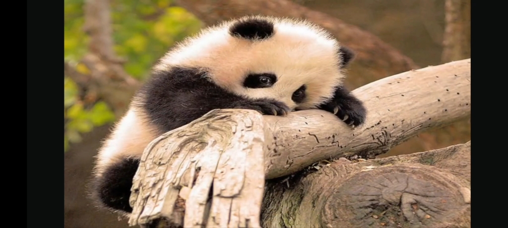 有趣的动物图片