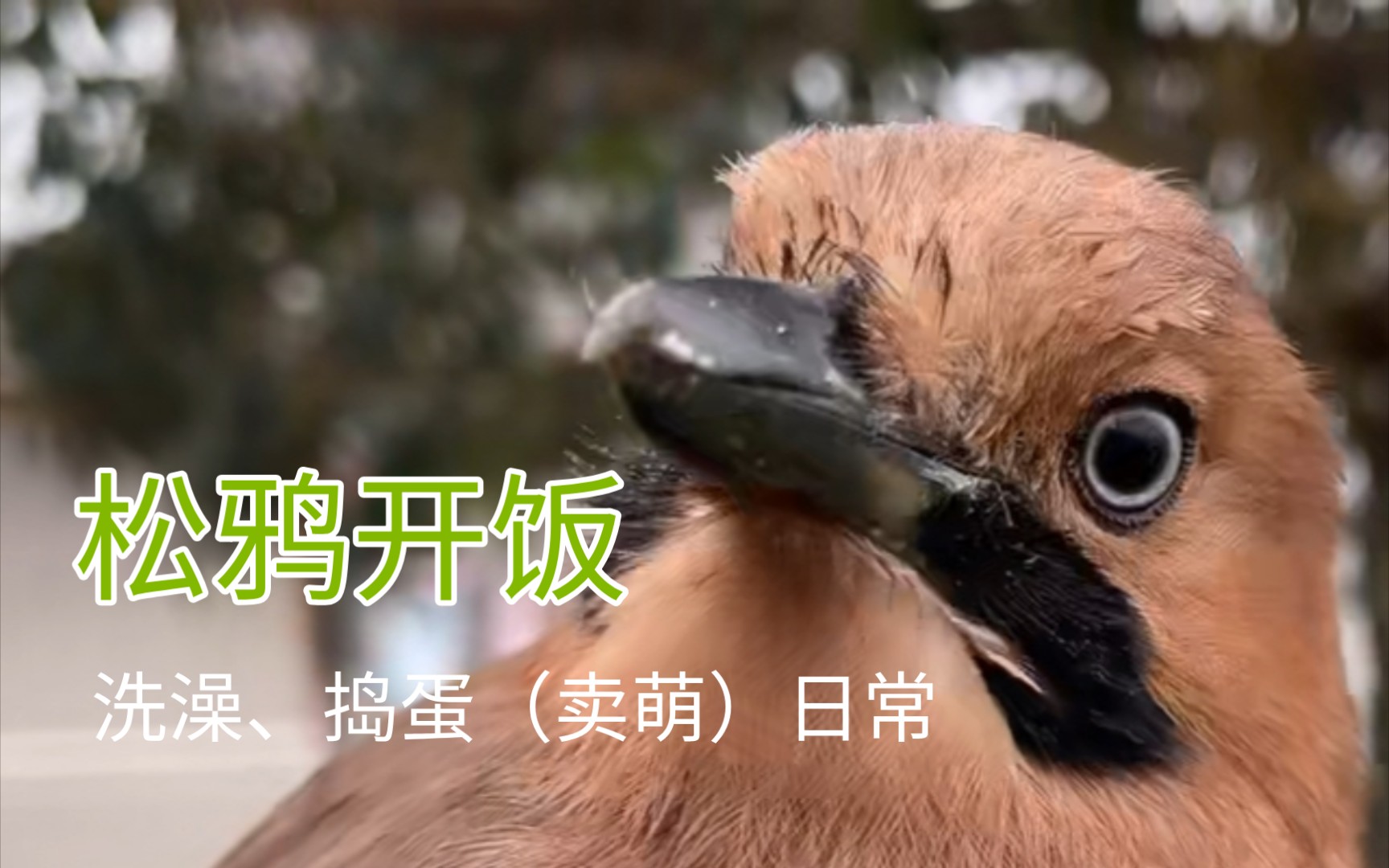 松鸦开饭的洗澡捣蛋卖萌日常