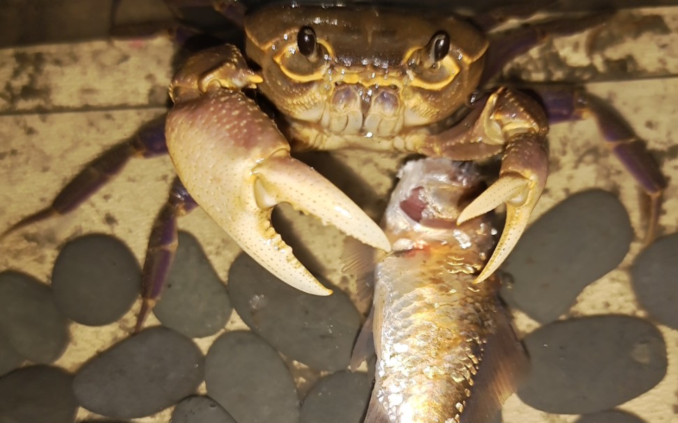 关于海南溪蟹(可能为戴氏非勾手种)的投食_哔哩哔哩 (゜-゜)つロ 干杯