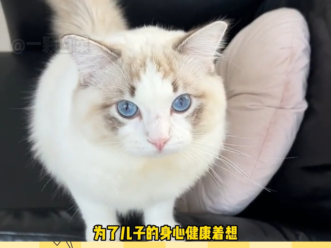 猫猫网恋翻车现场哔哩哔哩bilibili