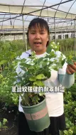 Download Video: 第一集丨给养花小白推荐的好养植物，快来看看吧#养花 #茉莉