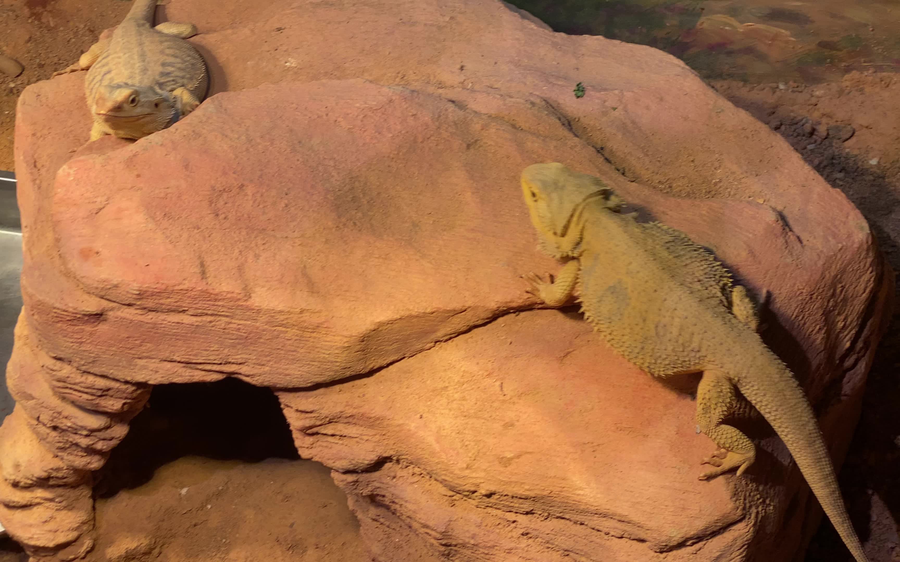 热带雨林动植物园游记vlog两只金光闪闪的既会吐舌又会跳跃的大蜥蜴们
