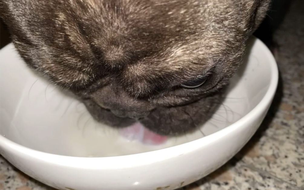 活动作品小狗喝奶暴风吸入那不是舌头是吸管吧