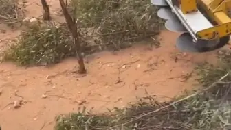 【强迫症必看】给小树理发