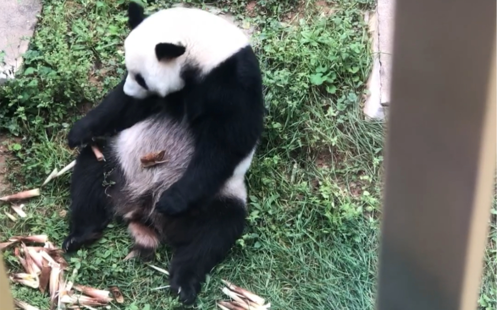 [图]【大熊猫】吃东西慢吞吞喝水也慢吞吞的妙音，对于提前下班却相当积极～