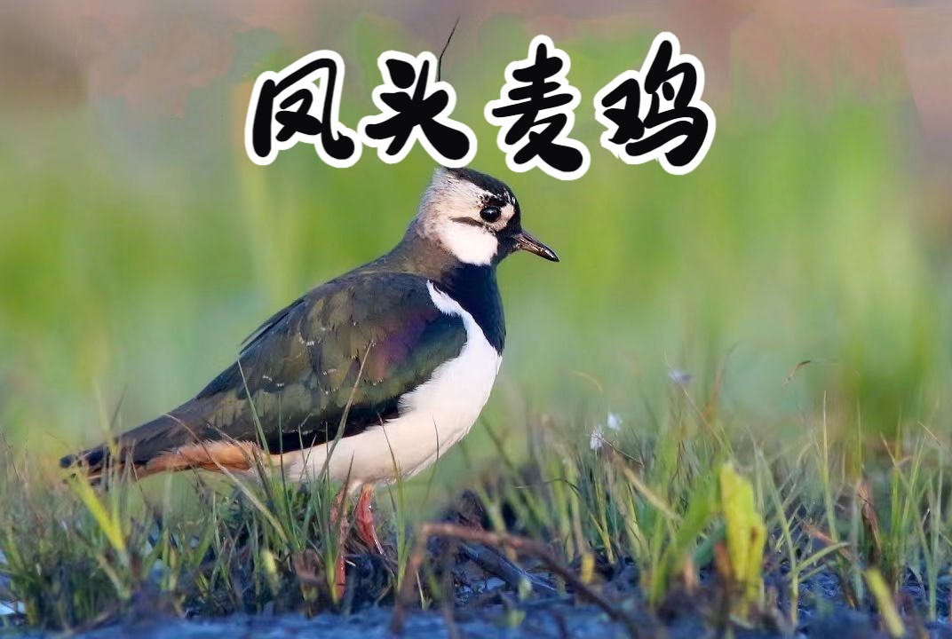 拥有黑色冠羽的凤头麦鸡!|动物世界Wildlife哔哩哔哩bilibili