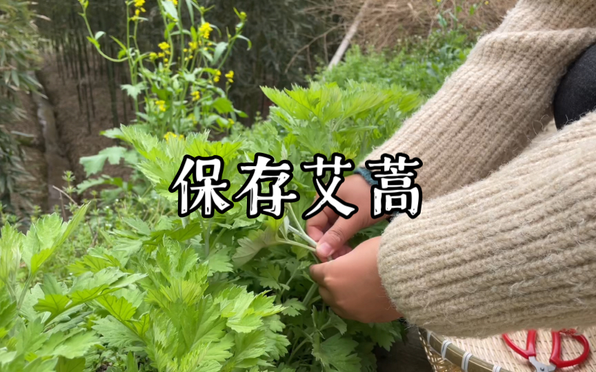 [图]艾草和艾蒿有什么区别，各有什么好处，农村小妹详细给你介绍，看完赶紧保存点艾蒿吧#春天的味道#野菜