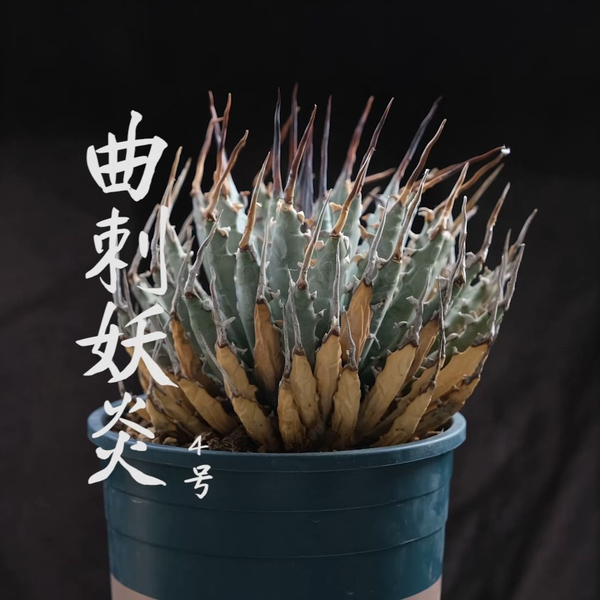 植物随拍|曲刺妖炎4号Agave utahensis eborispina 龙舌兰_哔哩哔哩_ 