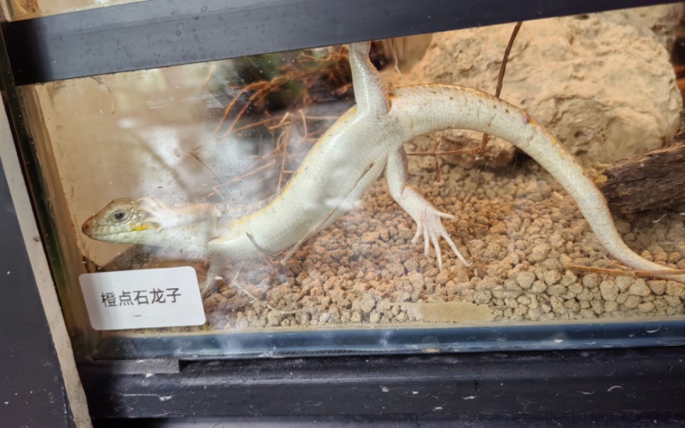 不懈努力的橙点石龙子(.-ω-)