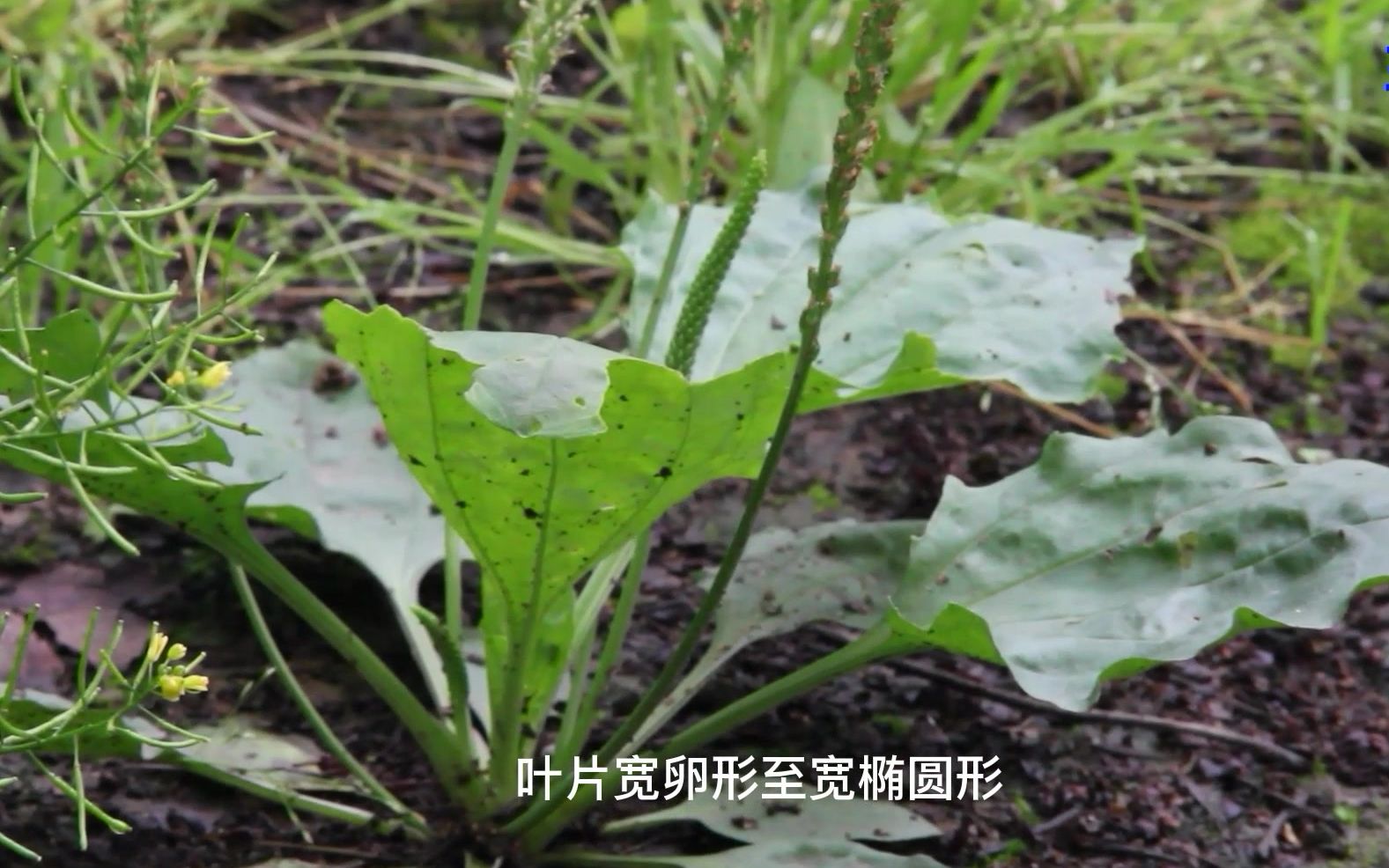 [图]从诗经中款款走来的植物