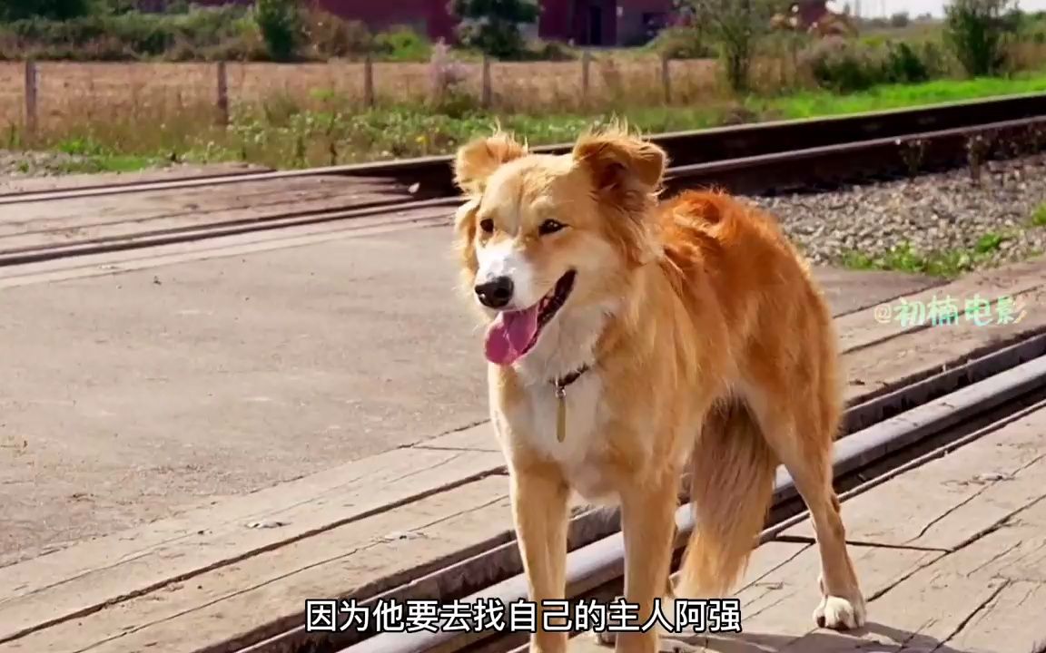 圣域灵犬图片