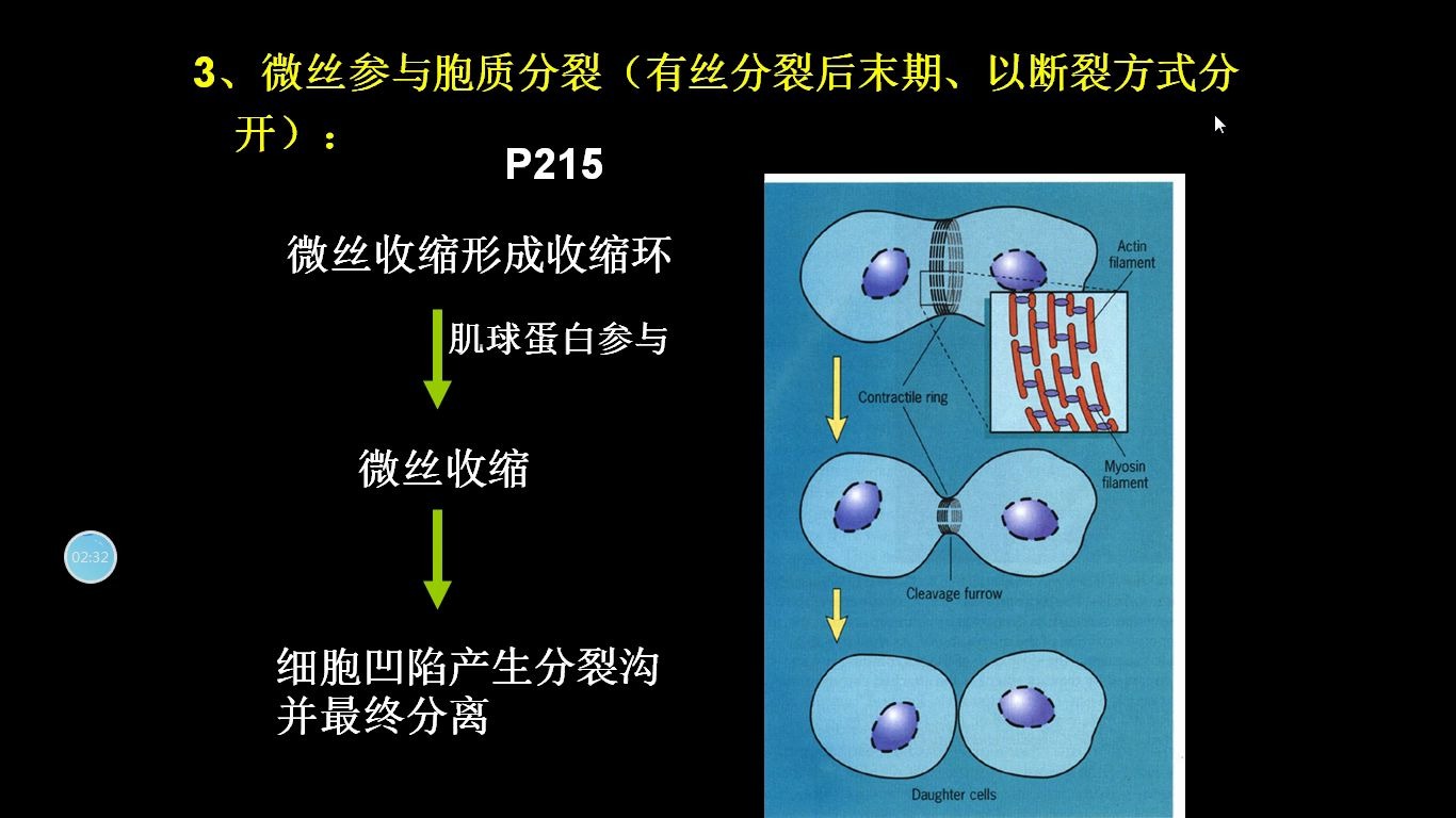 活動 第九章細胞骨架2