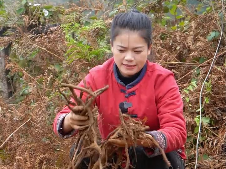 蕨根粉的制作过程太复杂了,在60年代人们用来充饥,如今却成了餐桌上一道不可多得的美味哔哩哔哩bilibili