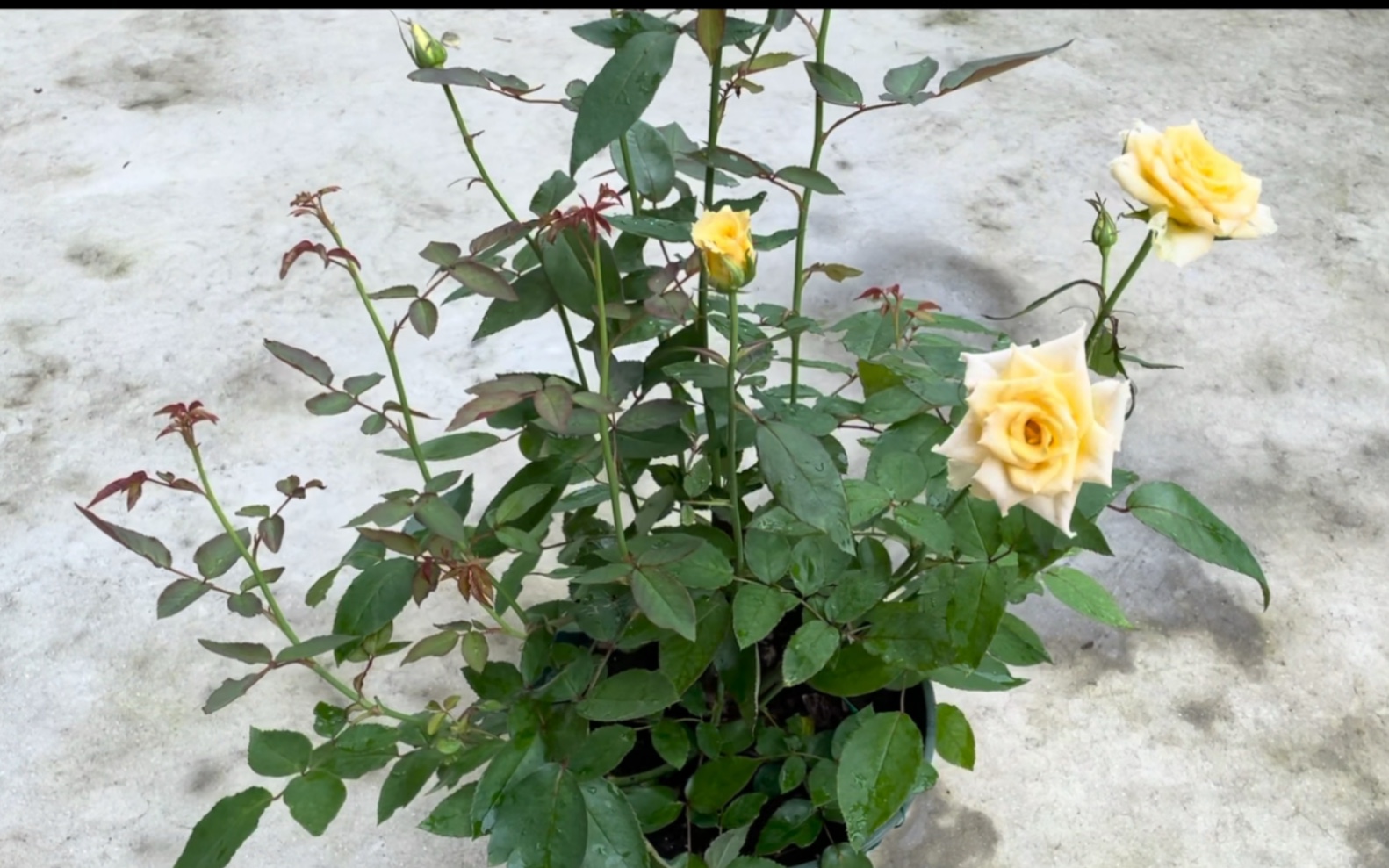 活动  展示下乌列/神之焰天使月季一个半月的压枝成果,请容许我小小地