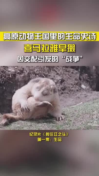 [图]喜马拉雅旱獭 因交配引发“战争”《我住江之头》【CCTV纪录】